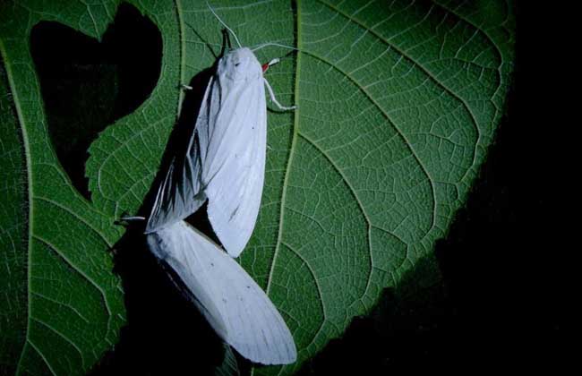 飛蛾為什么要撲火？飛蛾為什么喜歡光？
