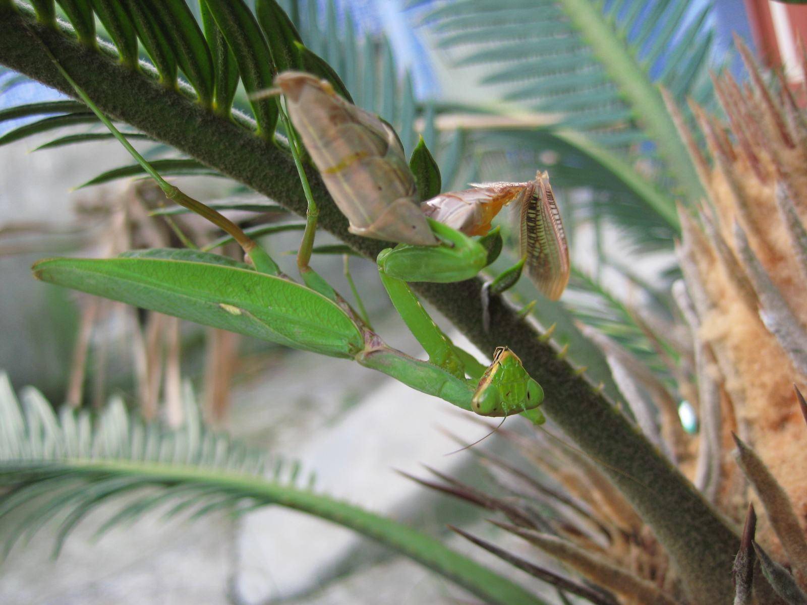 螳螂交配完，雄螳螂被雌螳螂吃掉是為什么？