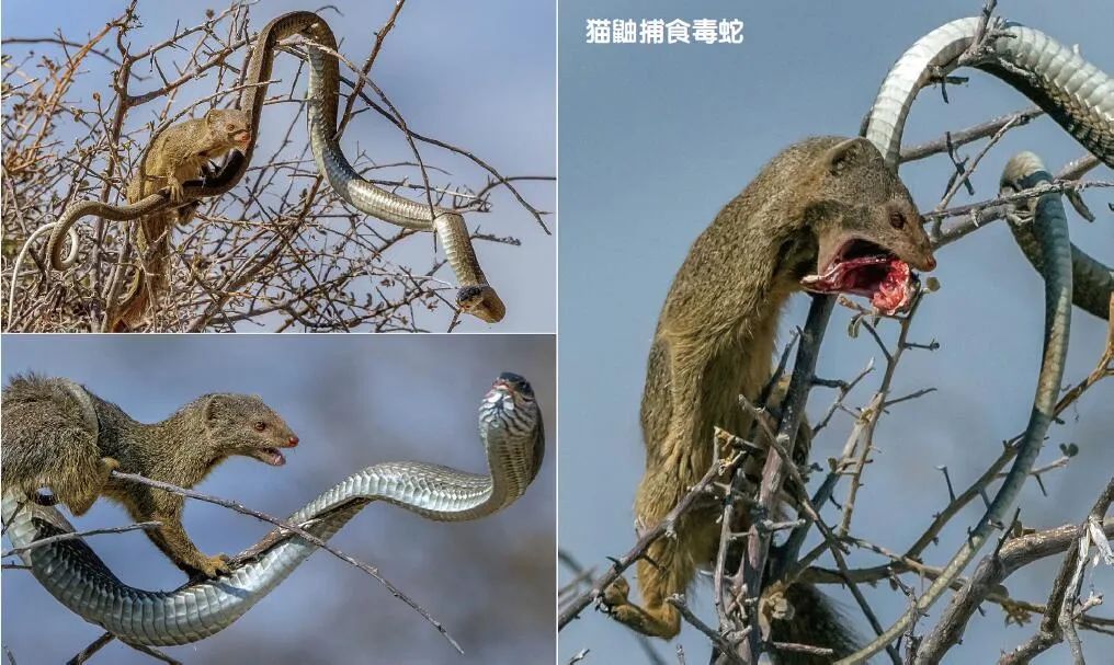 自然界的“解毒大師”中誰最強(qiáng)？