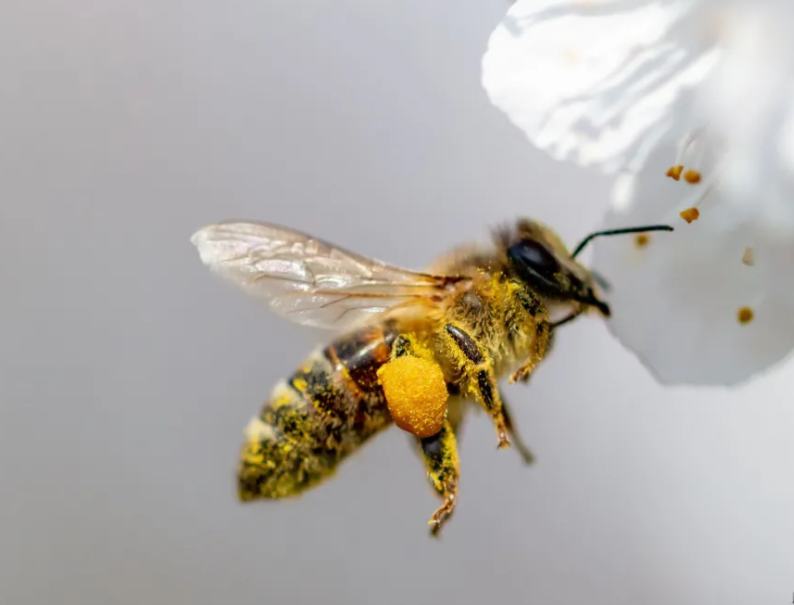  常見的哪些蜂是有毒的？