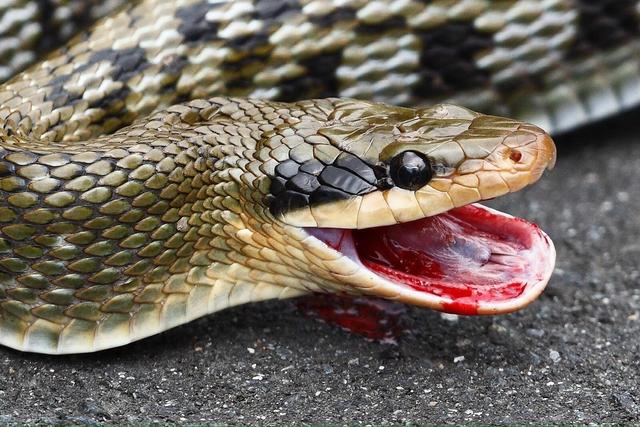 百毒不侵，為什么有些動物能夠以＂毒物＂為食？