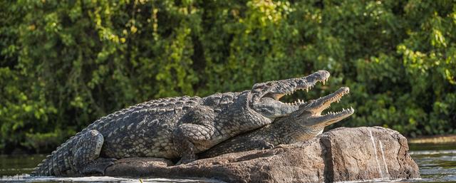 為了順利交配繁殖，動物們在求偶的過程中會進行哪些舉動？