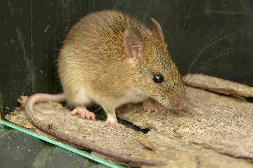 什么是黃毛鼠？?