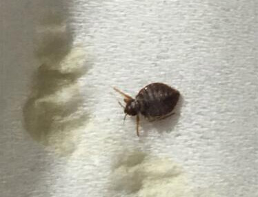 臭蟲長什么樣？