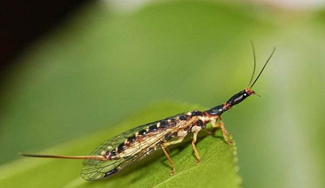 什么是蛇蛉目？