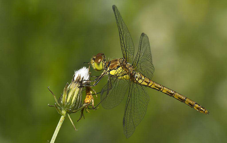 什么是差翅亞目？