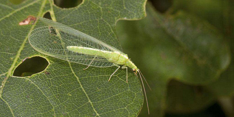 什么是脈翅目？