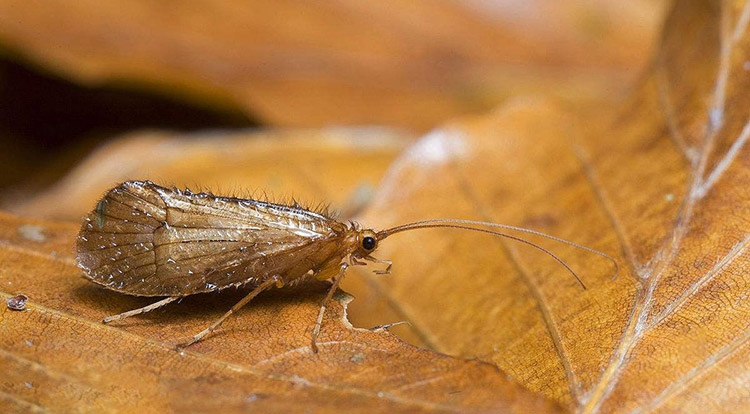 什么是石蛾？